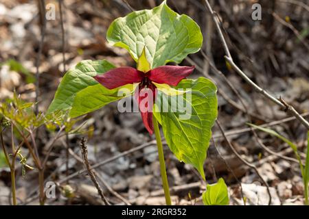 Un trillium rouge en pleine floraison au printemps sur le sentier des tourbières. Banque D'Images