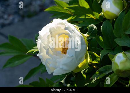 Une pivoine blanche en pleine floraison au printemps Banque D'Images