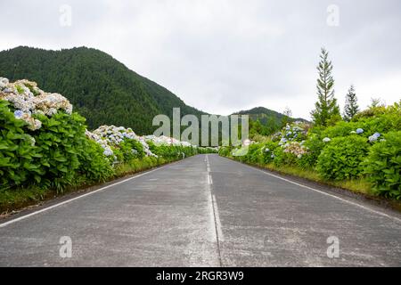 Hydrangea fleurit le long de la route à Sete Cidades sur l'île de Sao Miguel, Açores Banque D'Images