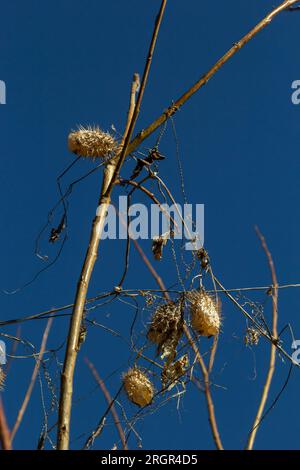 Lobe épineux sec Echinocystis lobata en hiver. Les fruits secs avec des graines pendant l'hiver accrochés sur les branches des buissons. Banque D'Images