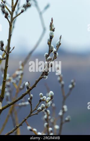 Branche de saule Salix caprea avec manteaux, fleurs de saule moelleuses. Pâques. Dimanche des palmiers. Saule de chèvre Salix caprea dans le parc, saule Salix caprea branches avec Banque D'Images