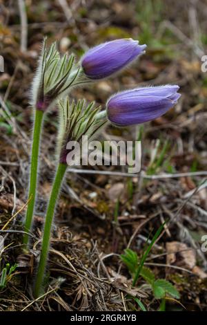 Pulsatilla slavica. Fleur de printemps dans la forêt. Une belle plante pourpre et moelleuse qui fleurit au début du printemps. Disparition des fleurs de printemps. Banque D'Images