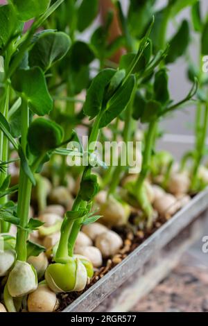 Petits légumes frais pousses de petits pois pour une salade saine. Produit biologique naturel frais. Banque D'Images