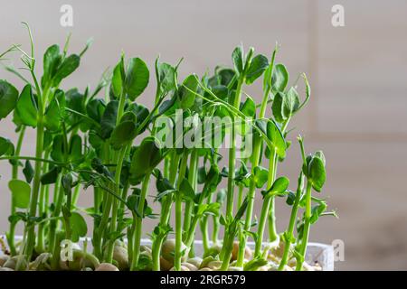 Petits légumes frais pousses de petits pois pour une salade saine. Produit biologique naturel frais. Banque D'Images