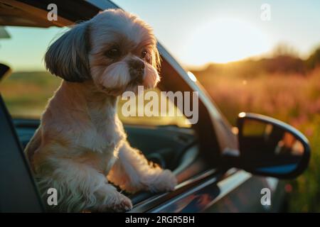 Shih Tzu chien à la fenêtre de la voiture hors de la lumière au coucher du soleil Banque D'Images