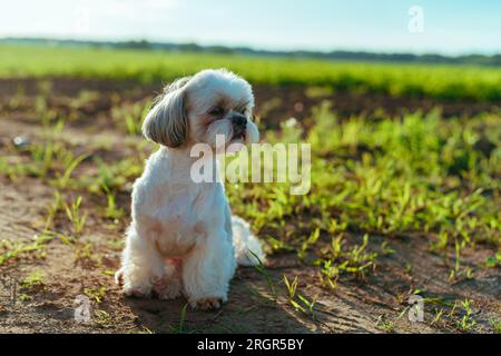 Chien Shih tzu dans la prairie en été Banque D'Images