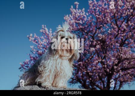Chien Shih tzu sur fond d'abricot en fleur Banque D'Images