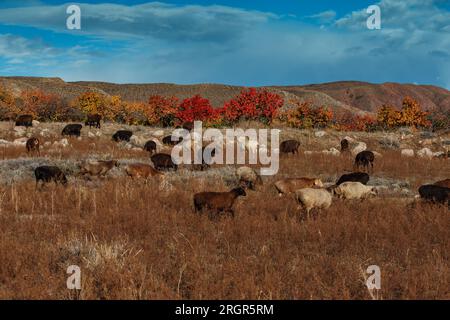 Un troupeau de moutons sur le pâturage en automne, Kirghizistan Banque D'Images