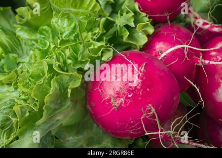 savoureux radis rouge frais vue rapprochée Banque D'Images