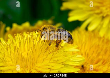 Abeille recouverte de pollen jaune sur une fleur de pissenlit Banque D'Images