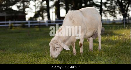 Grand mouton Katahdin bélier mangeant de l'herbe sur un paddock vert Banque D'Images