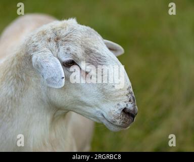 Portrait de mouton bélier Katahdin sur un champ herbeux en été Banque D'Images