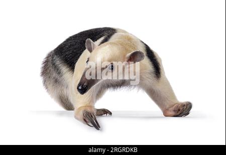 Fourmilière du sud aka Tamandua tetradactyla debout voies latérales sur le bord. Regarder à côté de la caméra. Isolé sur fond blanc. Banque D'Images