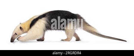 Fourmilière du sud aka Tamandua tetradactyla marchant des chemins latéraux. Regarder vers le côté montrant le profil. Isolé sur fond blanc. Banque D'Images