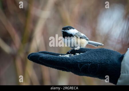 Chickadee à la main et à l'alimentation noire pendant l'hiver. Banque D'Images