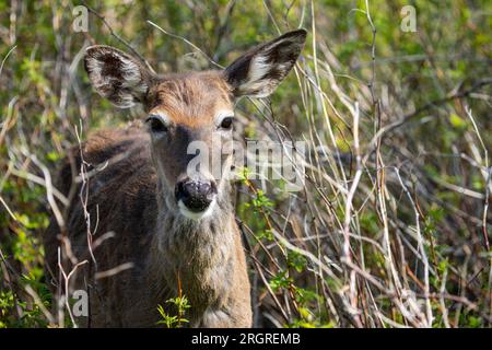 Gros plan d'un cerf de Virginie dans un parc national du Canada. Banque D'Images