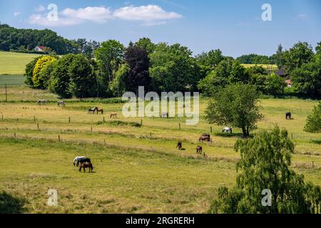 Pâturage avec chevaux, au-dessus de la Ruhr près de Wengern, district de Wetter an der Ruhr, dans le district d'Ennepe-Ruhr, NRW, Allemagne, Banque D'Images