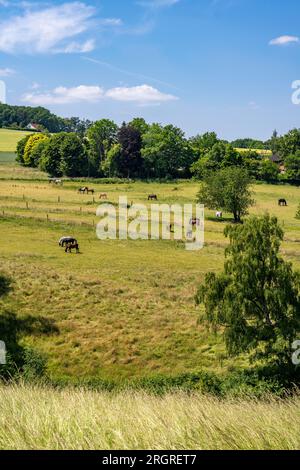 Pâturage avec chevaux, au-dessus de la Ruhr près de Wengern, district de Wetter an der Ruhr, dans le district d'Ennepe-Ruhr, NRW, Allemagne, Banque D'Images