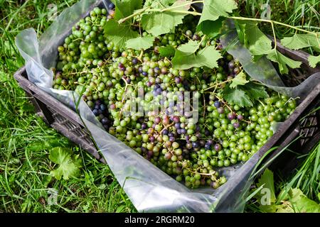 10 août 2023, Brandebourg, Töplitz : à la cave biologique Klosterhof Töplitz, les raisins encore non mûrs pour le seul Verjus de Brandebourg sont récoltés sur le Vieux vignoble Töplitz. La spécialité culinaire est considérée dans la cuisine haut de gamme comme un substitut au vinaigre, qui, cependant, prend place à l'arrière et met ainsi en valeur les autres produits. Les engrais chimiques, synthétiques, pesticides et herbicides ne sont pas utilisés. La structure riche en minéraux du sol permet ici aux vins particulièrement frais et fruités typiques du cépage de mûrir. Photo : Jens Kalaene/dpa Banque D'Images