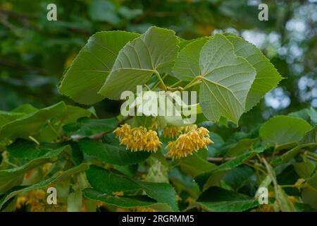 Fleurs et feuilles de tilleul gros plan. Belle photo de fleur de citron vert. Une branche de tilleul avec inflorescences et feuilles vertes. Banque D'Images