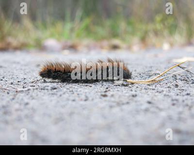 MACROTHYLACIA RUBI les chenilles du papillon Fox en route Banque D'Images