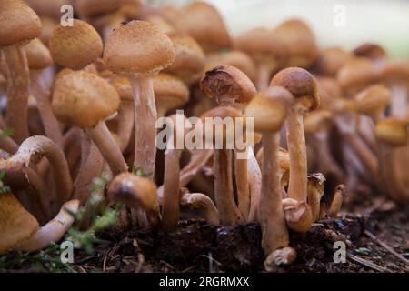 Miel champignon Armillaria mellea Banque D'Images