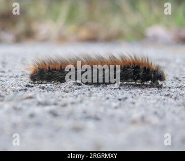 MACROTHYLACIA RUBI les chenilles du papillon Fox en route Banque D'Images