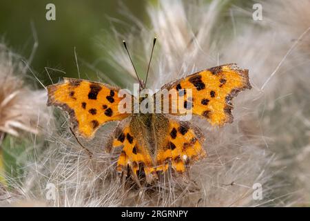 Virgule papillon reposant sur le chardon rampant Banque D'Images