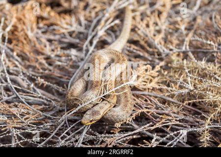 Rare, Smooth Snake, RSPB Arne nature Reserve, Arne, Dorset, Royaume-Uni. Statut de conservation protégé (Royaume-Uni et UE) Banque D'Images