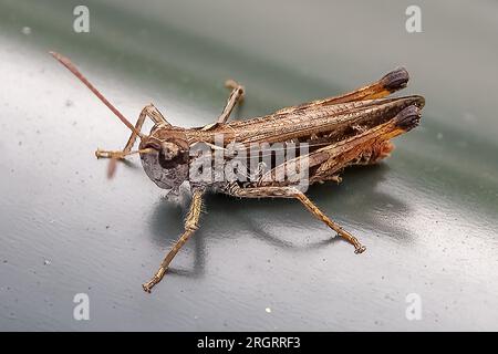 Grasshopper tacheté, sur tôle ondulée, RSPB Arne nature Reserve, Arne, Dorset, UK Banque D'Images