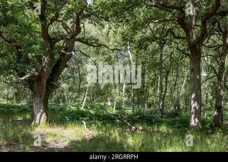 Bois de chêne et de bouleau argenté, réserve naturelle RSPB Arne, Arne, Dorset, Royaume-Uni Banque D'Images