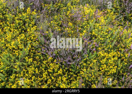 Gorse & Heather on the Heath, RSPB Arne nature Reserve, Arne, Dorset, Royaume-Uni Banque D'Images