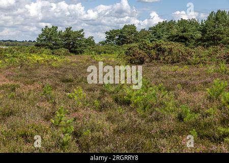 Heather on the Heath, RSPB Arne nature Reserve, Arne, Dorset, Royaume-Uni Banque D'Images