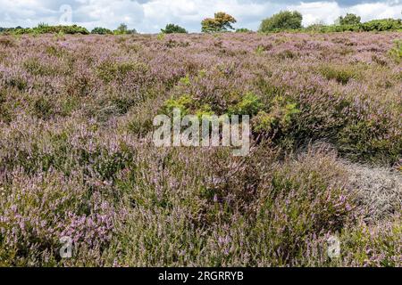 Heather on the Heath, RSPB Arne nature Reserve, Arne, Dorset, Royaume-Uni Banque D'Images