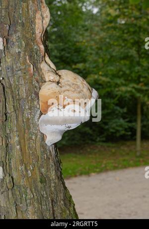 Champignon du sabot (Fomes fomentarius) sur tronc d'arbre, Allemagne Banque D'Images