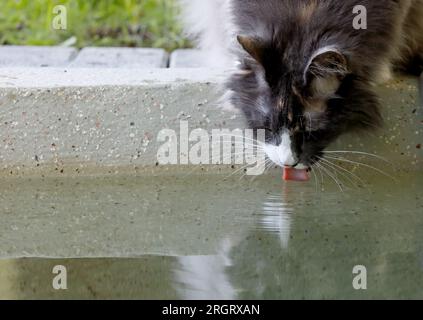 L'eau potable de l'écaille de tortue de chat de forêt norvégienne provenant d'une piscine Banque D'Images