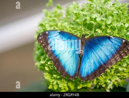 Papillon bleu et blanc photographié de près assis sur une plante verte. Mise au point sélective . Banque D'Images