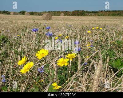 Marigol de maïs jaune'Chrysanthemum segetum' et bleuet de maïs bleu 'Centaurea cyanos' parmi les chaumes et les épis de maïs en bordure de champ à large roun Banque D'Images