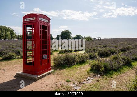 Une cabine téléphonique rouge emblématique dans un champ de lavande sur la ferme Mayfields, Banstead Londres Royaume-Uni, 10 août 2023 Banque D'Images