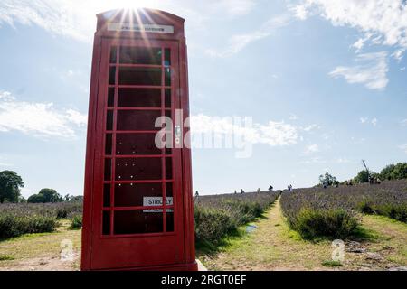 Une cabine téléphonique rouge emblématique dans un champ de lavande sur la ferme Mayfields, Banstead Londres Royaume-Uni, 10 août 2023 Banque D'Images