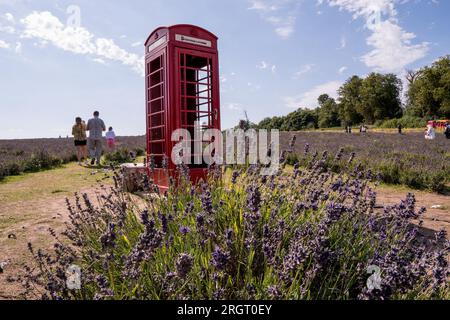 Une cabine téléphonique rouge emblématique dans un champ de lavande sur la ferme Mayfields, Banstead Londres Royaume-Uni, 10 août 2023 Banque D'Images