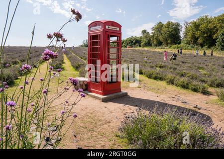 Une cabine téléphonique rouge emblématique dans un champ de lavande sur la ferme Mayfields, Banstead Londres Royaume-Uni, 10 août 2023 Banque D'Images