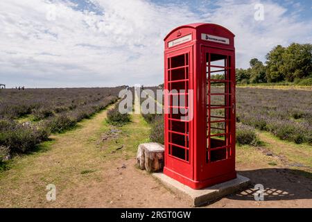 Une cabine téléphonique rouge emblématique dans un champ de lavande sur la ferme Mayfields, Banstead Londres Royaume-Uni, 10 août 2023 Banque D'Images