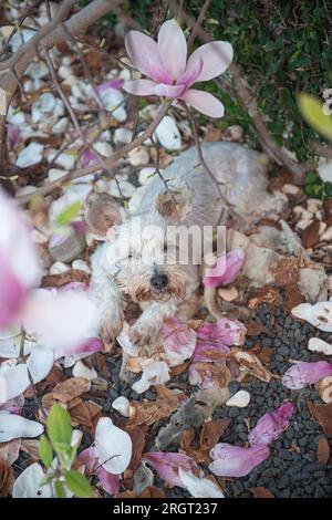 Mini schnauzer avec d'énormes cils sous un magnolia reposant Banque D'Images