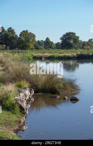 Bûche pourrie sur le bord de l'étang laissé à être repris par la nature Banque D'Images