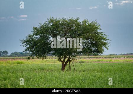 Arbre isolé dans un champ Banque D'Images