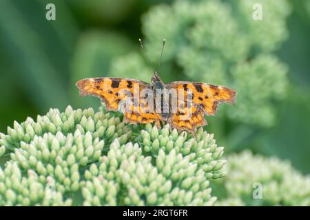 Virgule papillon Polygonia c-album se prélasser sur le sedum (plante de glace), une plante riche en nectar bonne pour attirer les papillons, Angleterre, Royaume-Uni Banque D'Images