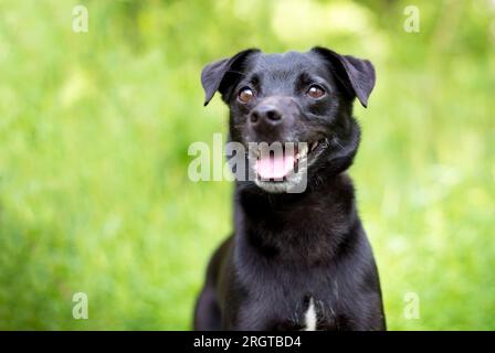 Un petit chien Terrier noir de race mixte avec une expression heureuse Banque D'Images