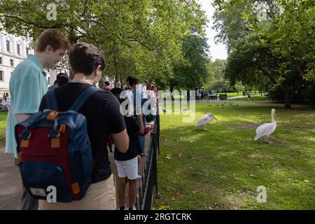 Londres, Royaume-Uni. 11 août 2023. Les gens regardent des pélicans se faire nourrir de poissons par le gardien à St James Park, à Londres. Banque D'Images