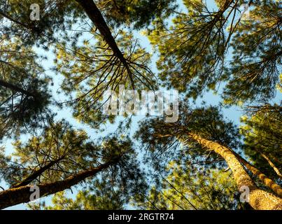 Pinus merkusii, le pin Merkus ou canopée de pin Sumatra, fond de forêt naturelle. Banque D'Images